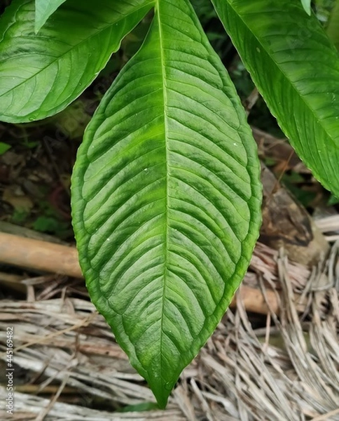 Obraz green leaf background