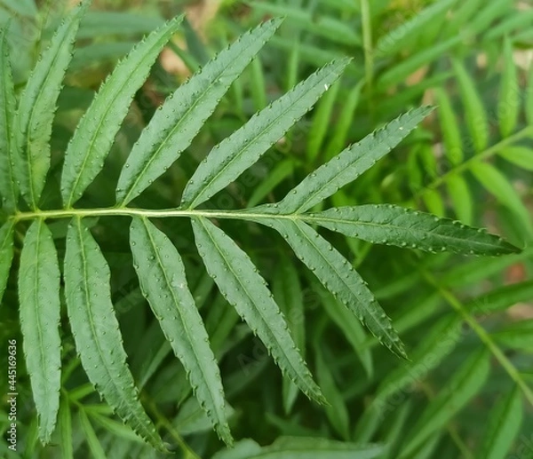 Obraz dew on the grass