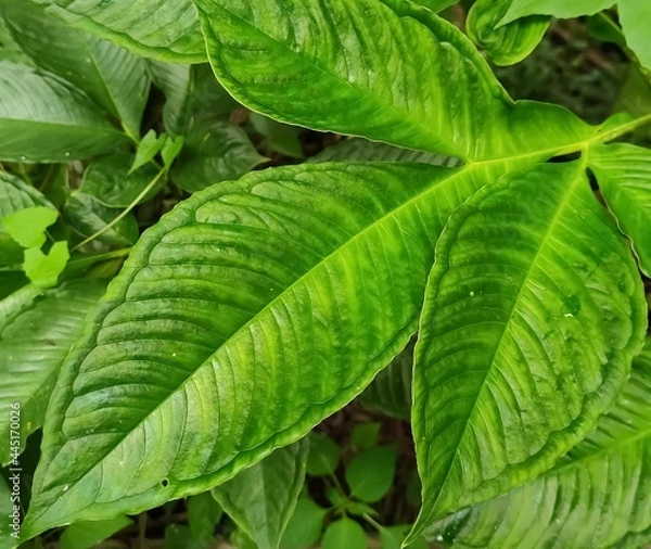 Obraz green leaves background