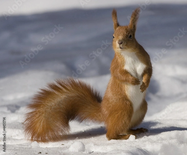 Obraz squirrel
