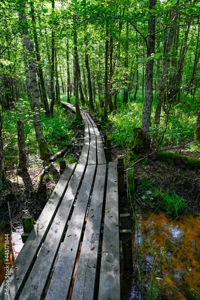 Obraz footbridge through green forest with backlight and shadows