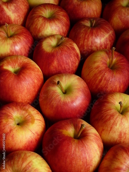 Obraz Red apples