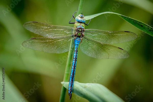 Obraz Emperor Dragonfly