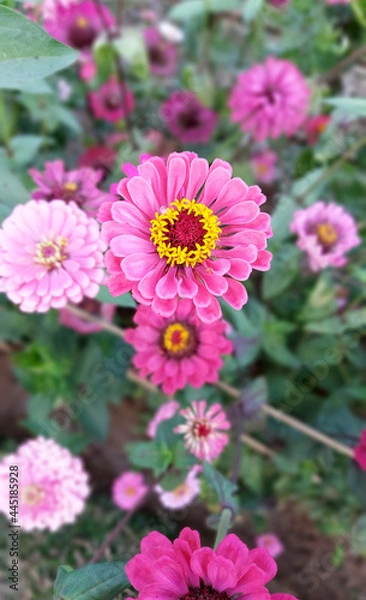 Fototapeta Pink daisy flower in the garden.