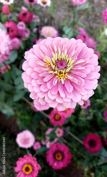Obraz Pink chrysanthemum flower.