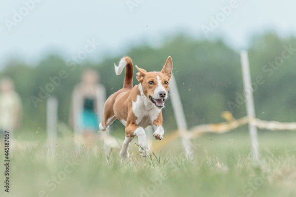Fototapeta Basenji dog running lure coursing competition on field