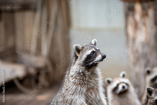 Fototapeta Portrait d'un ration laveur