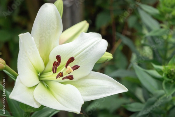 Fototapeta Selective focus floral background, Growing lilies in the home garden, backyard blooming flowers