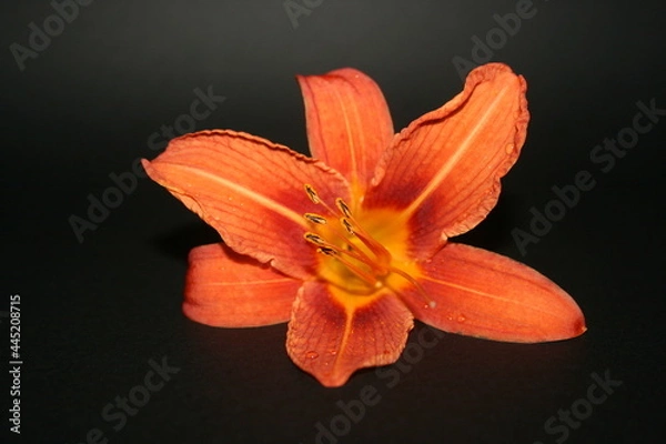Obraz orange lily on black