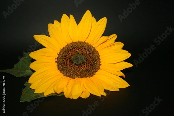 Obraz sunflower on black