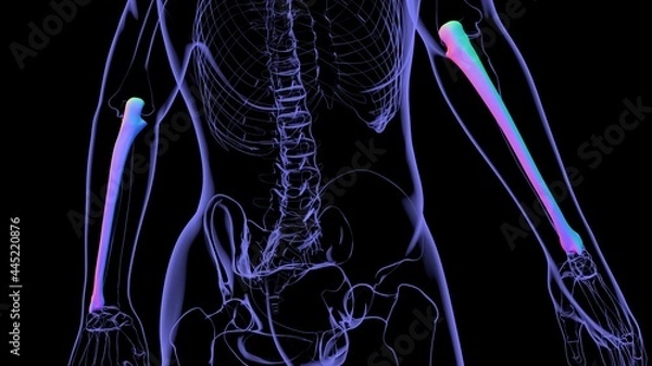 Fototapeta Human skeleton anatomy Ulna Bone 3D Rendering