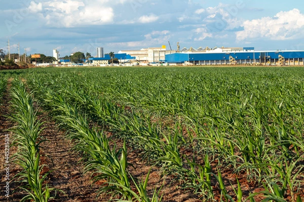 Obraz corn field and sky