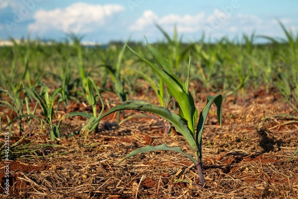 Obraz Corn field.