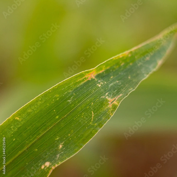 Fototapeta Corn leaf.
