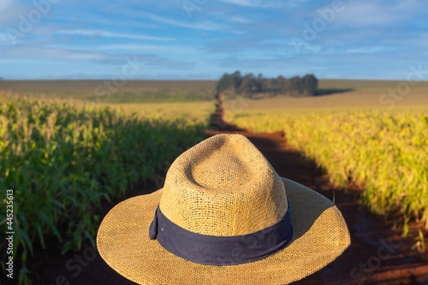 Obraz Farmer in hat in the field.