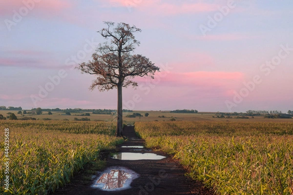 Obraz Tree in the field.