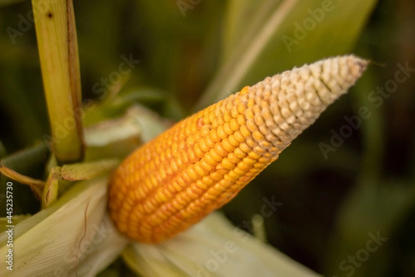 Obraz Corn on the cob.
