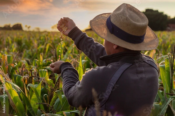 Obraz Vendo o andamento da plantação.