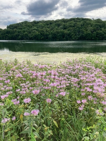 Obraz Wildflowers by the lake
