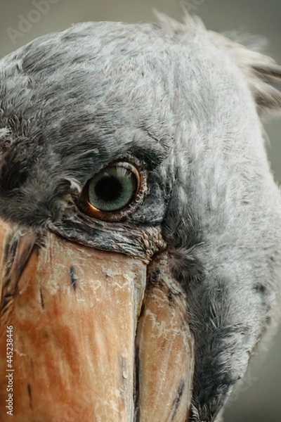 Fototapeta Eye of Shoebill,Balaeniceps rex, also known as whalehead. Large tall bird lives in tropical east Africa.It has huge, bulbous bill and blue-grey feathers.Animal eye close up.