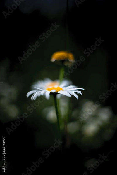 Obraz Сhamomile on the dark blurred background. Poster, wallpaper.