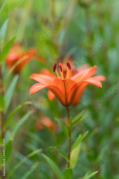 Fototapeta Orange lily flowers  in full bloom on a summer blurred background. Selected focus, shallow depth of field. Natural green background. Art poster, wallpaper