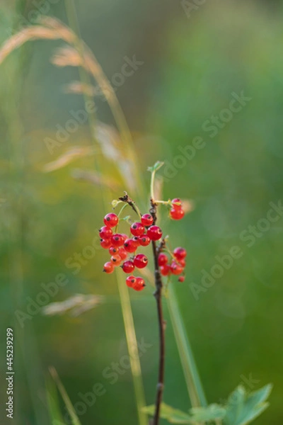 Fototapeta A bunch of red currant berries on a natural green blurred background. Selective focus, shallow depth of field. Artistic poster