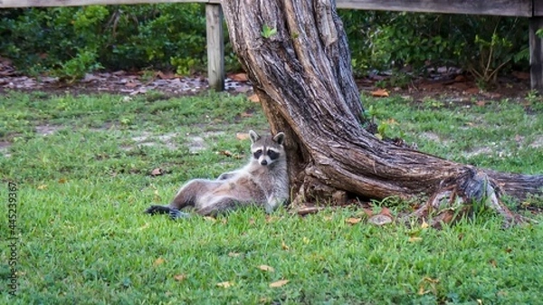 Obraz Funny raccoon slouching on a tree
