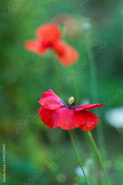 Obraz A red poppy flower. A medicinal plant. The focus is soft, the background is blurred