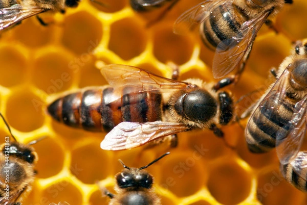 Fototapeta A queen bee with bees on a honeycomb.