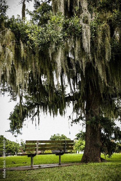 Obraz bench in a southern park