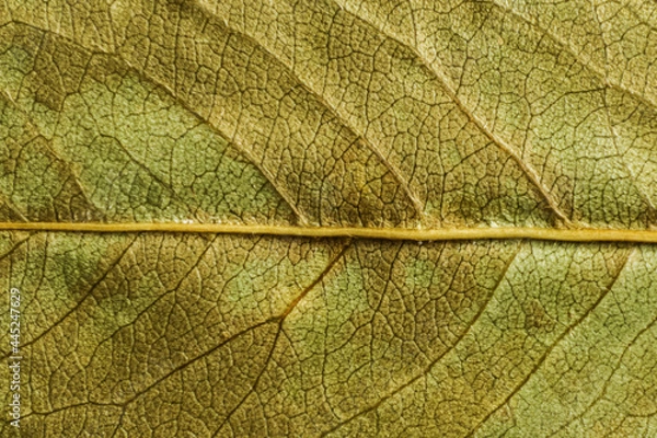 Fototapeta green texture of a dry leaf