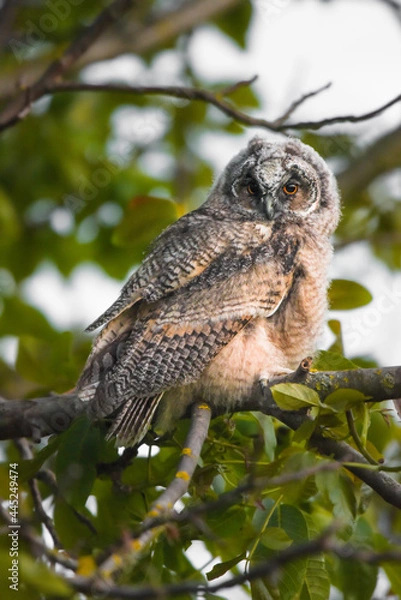 Fototapeta Aristocratic owl chick staring with big brigt eyes, cute long-eared owl sitting on tree, wild Asio Otus, hungry owl posing, owl portrait, young hunter growing up, baby raptor