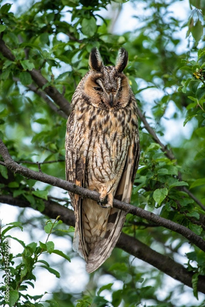 Fototapeta Cute Long-eared owl sitting on a tree branch, majestic owl portrait, cute Asio Otus sleeps with closed eyes