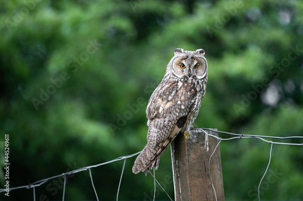 Fototapeta Majestic owl sitting on a fence, wise Long-eared owl, Asio Otus staring with big bright shiny eyes wide open
