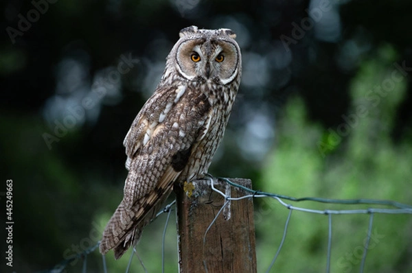 Fototapeta Long-eared owl sitting on a fence, majestic owl portrait, cute Asio Otus staring with big bright eyes wide open