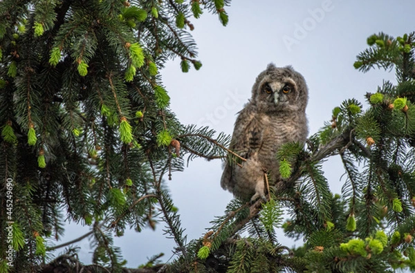 Fototapeta Tired owl bayb staring with big brigt eyes, cute long-eared owl sitting on tree, wild Asio Otus, hungry owl posing, owl portrait, young hunter growing up, baby raptor