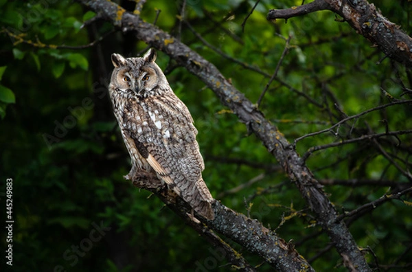 Fototapeta Asio otus, cute owl sitting on tree branch, majestic Long-eared owl, Asio Otus staring with big bright eyes wide open
