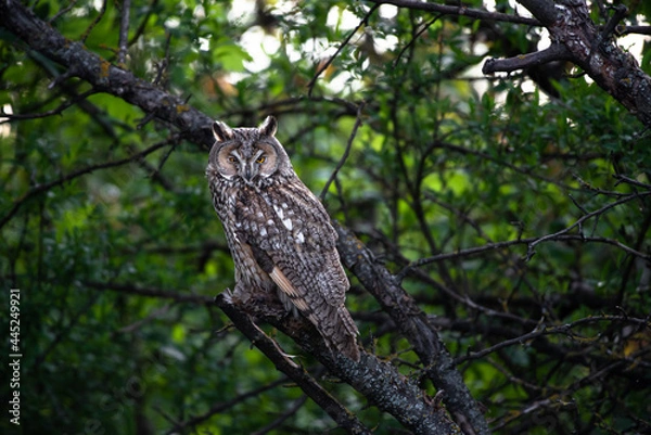 Fototapeta cute Long-eared owl sitting on tree branch, majestic owl, Asio Otus staring with big bright eyes wide open