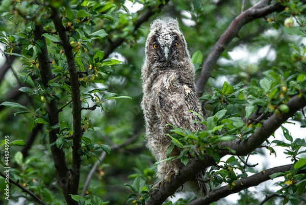 Fototapeta Curious owl chick staring with big brigt eyes, cute long-eared owl baby sitting on tree, wild Asio Otus, owl posing, close up owl portrait, young hunter growing up, baby raptor hiding in a forest