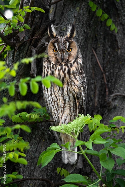 Fototapeta Majestic owl, wise Long-eared owl portrait, predator sitting on tree branch, calm Asio Otus staring with bright eyes 