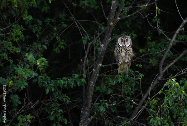 Fototapeta Owl hidden in trees, Long-eared owl hunting and hiding, bright shiny eyes of an owl, focused asio otus waiting for pray, aristocratic bird