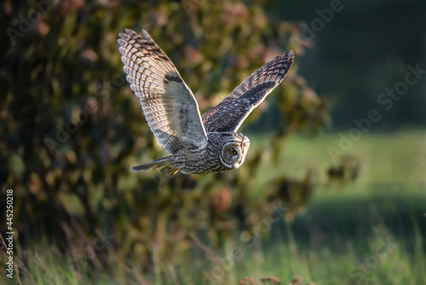 Fototapeta Flying owl on a hunt during sunset, hunting long-eared owl, Asio otus predator, avian hunter, raptor bird 