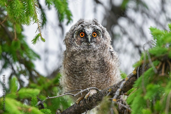 Fototapeta Cute Long-eared owl chick staring with big brigt eyes, Eyes of an owl, curious owl sitting on tree, wild Asio Otus, hungry owl posing, owl portrait, young hunter growing up, baby raptor