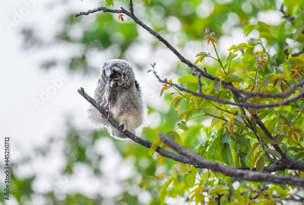 Fototapeta Young owl chick with prey sitting on tree branch, Long-eared owl chick on a hunt, majestic Asio Otus with mouse in beak, bird hidden in tree, baby owl