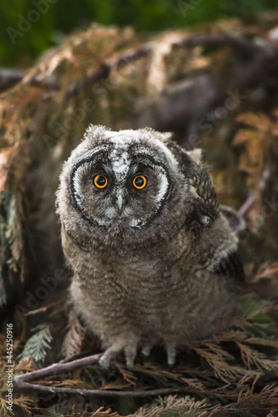 Fototapeta Curious owl chick staring with big brigt eyes, cute long-eared owl sitting on tree, wild Asio Otus, hungry owl posing, owl portrait, young hunter growing up, evil baby raptor