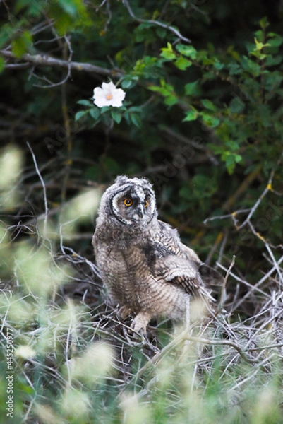 Fototapeta Cute owl chick staring with big brigt eyes, curious long-eared owl sitting on tree, wild Asio Otus, hungry owl posing, owl portrait, young hunter growing up, baby raptor