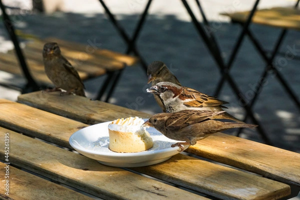 Fototapeta sparrows breakfast