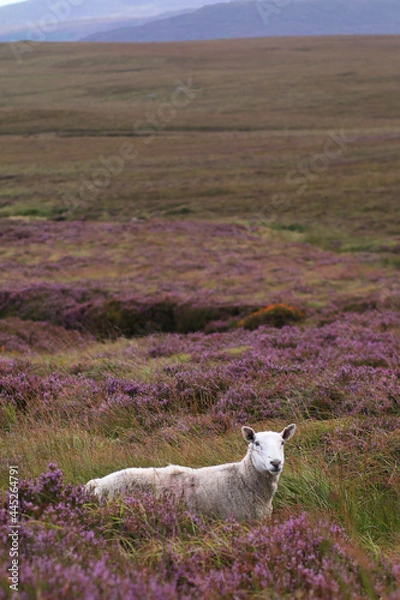 Fototapeta owca na wrzosowisku