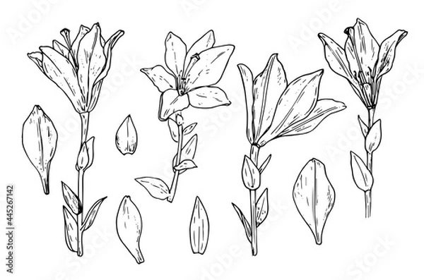 Fototapeta vector set of lilies. hand-drawn in a sketch style, a set of lily flowers in different angles, petals and leaves, an isolated black outline on a white background for a design template. botanical drawi
